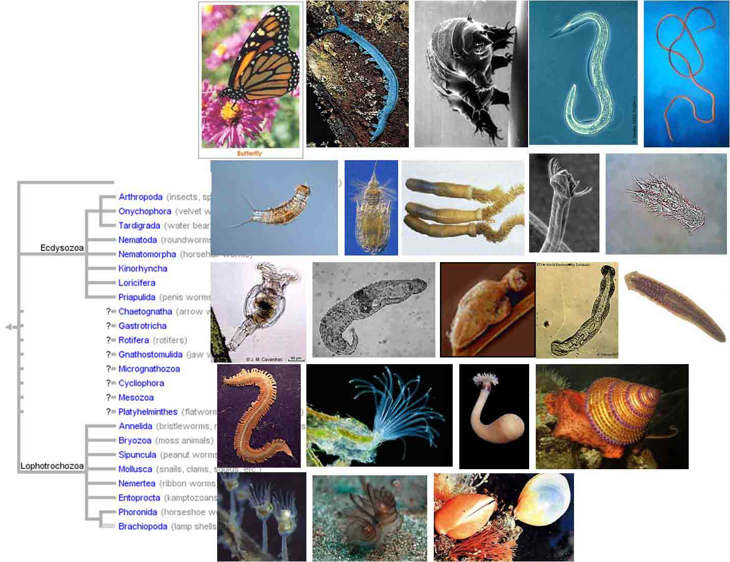 Cnidaria, Platyhelminthes and Nemathelminthes
